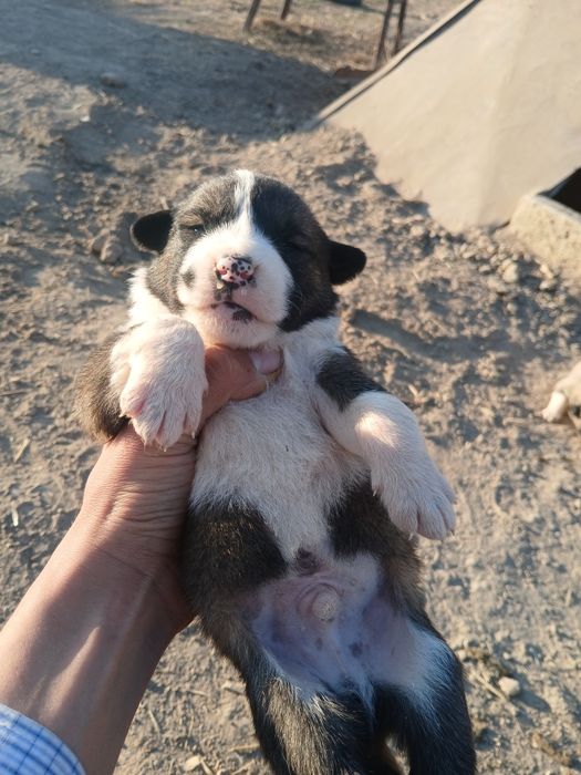 2 еркек күшіктер 1ай