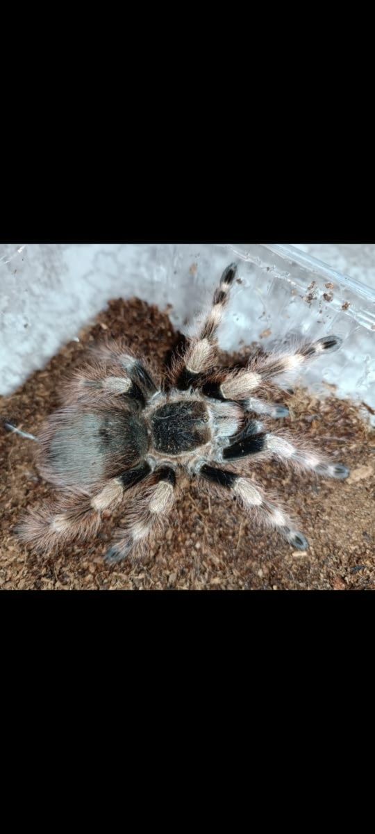 Nhandu coloratovillosus
Вид пауков
