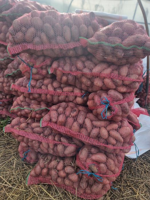 Vând cartofi  roșii cu miezul galben