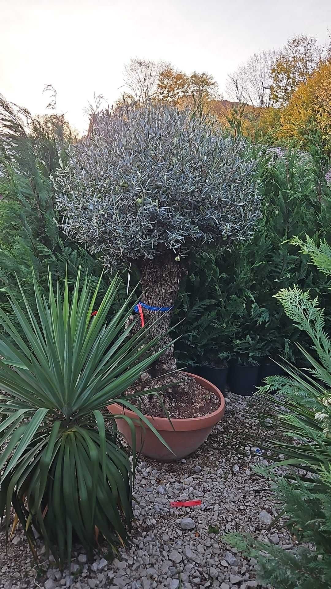 Transformă-ți grădina cu plante decorative excepționale