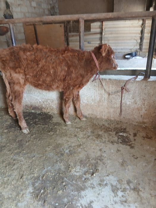 Срочни гунажн сотлади йемлашга таёр