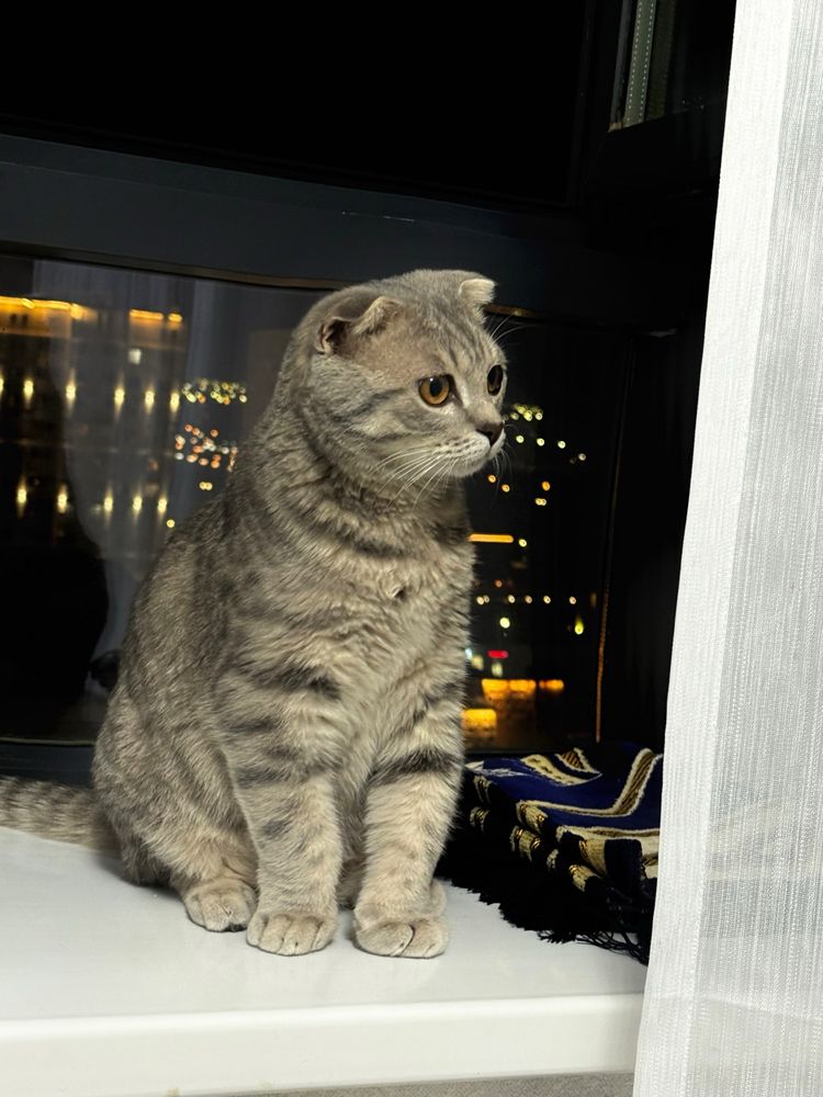 Кошка Шотланский Висолух