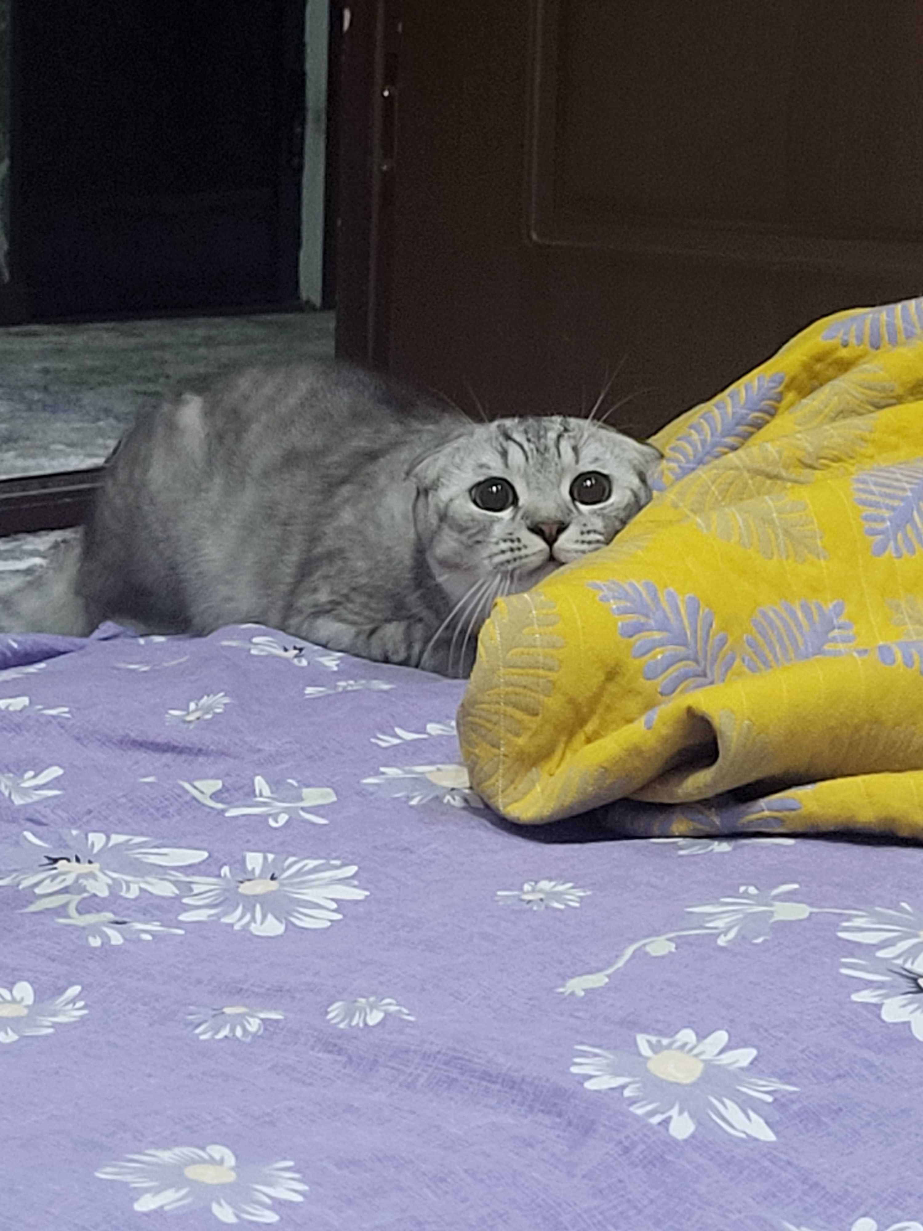 SOTILADI Кошка скотиш фолд шиншила