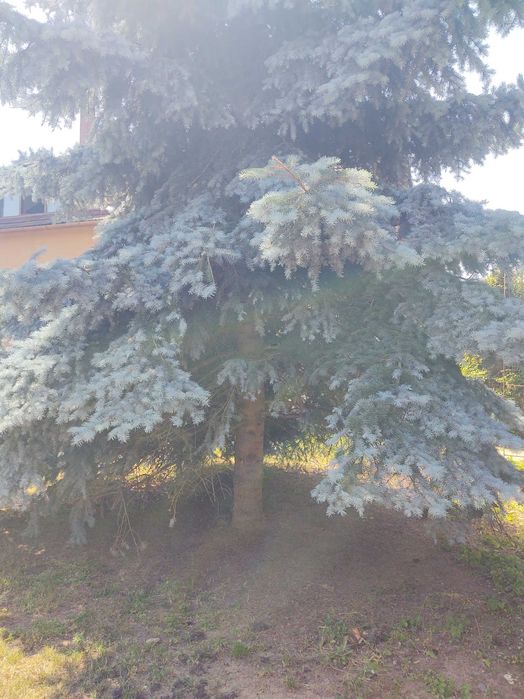 Brad argintiu natural unicat