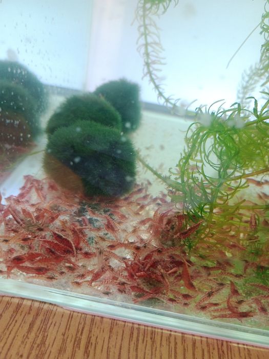 Creveți mix pentru acvariu