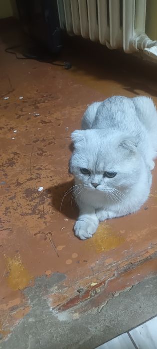 Продаю британских кроткошорстных