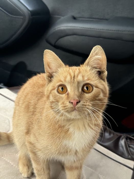 Кошка девочка очень умная 4 месяца