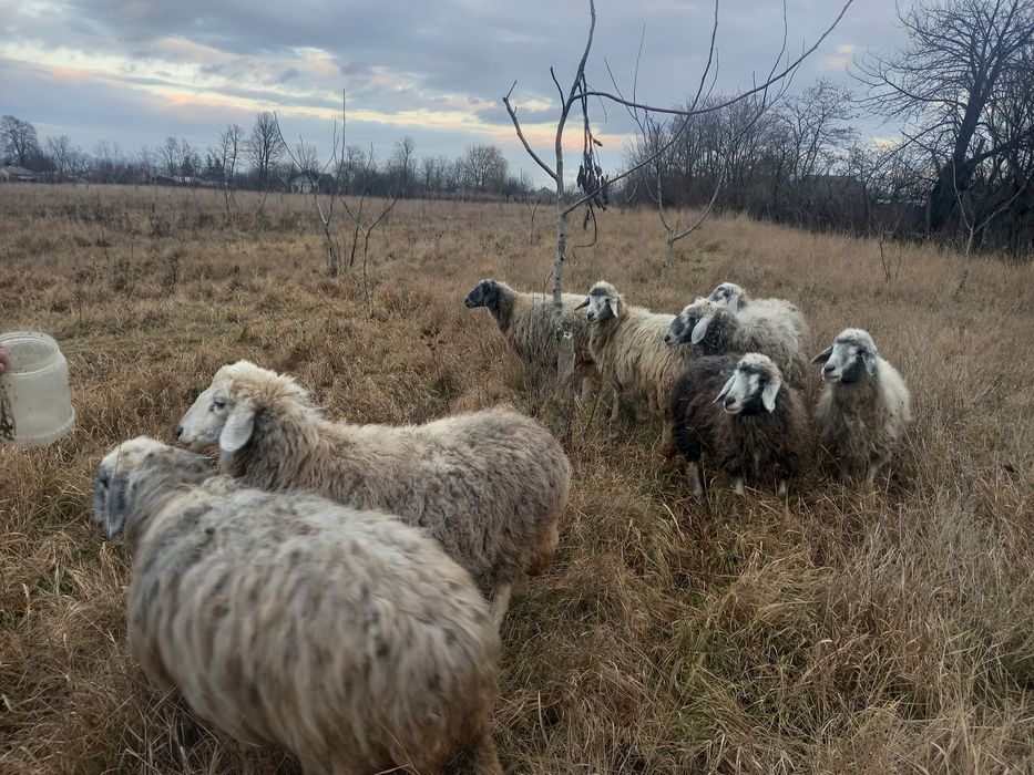 7 Oi și un Berbec Brumarii