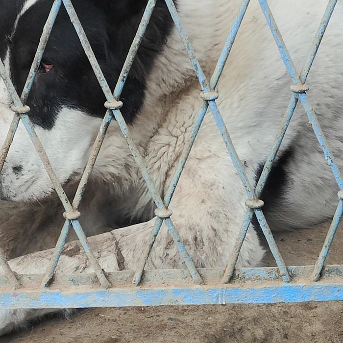 Сатылады тез арада еркек