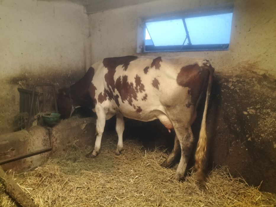 Vând vacă bălțată românească!