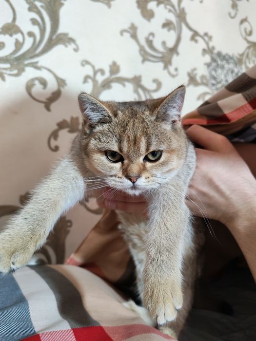 Mushuk zoti Golden shiffeld