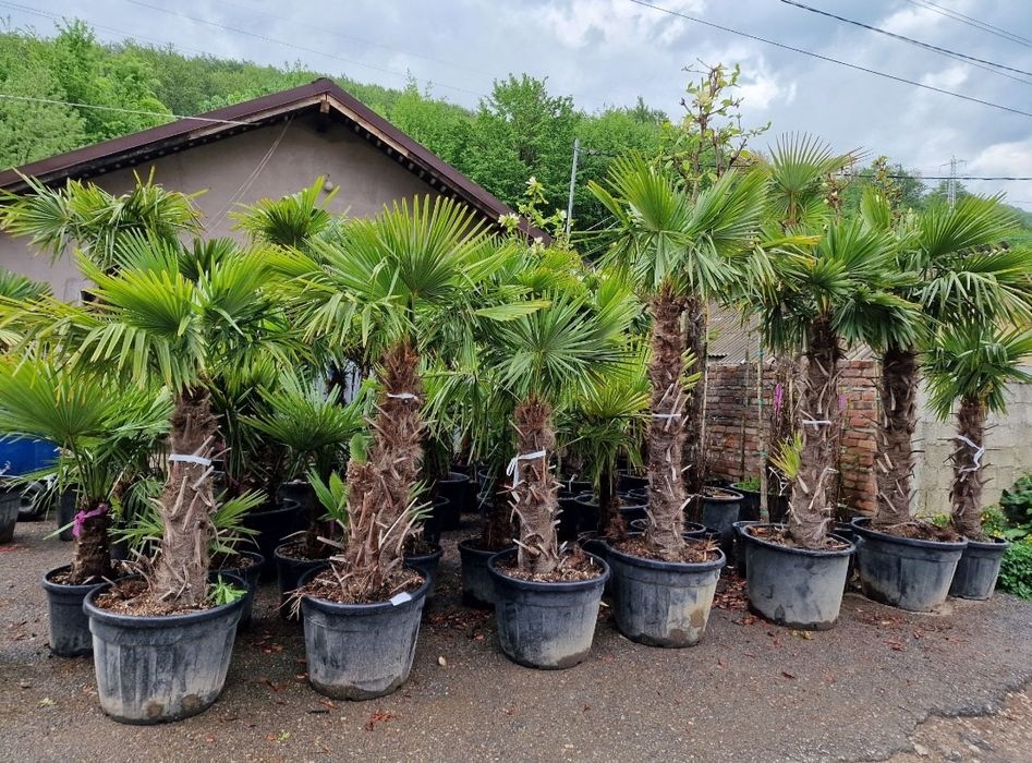 Vand Palmieri Trachycarpus Fortunei. Prețurile de producător