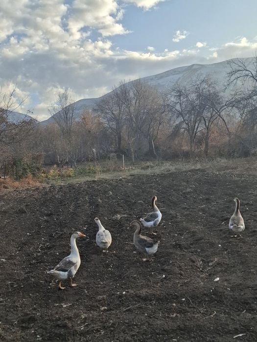 Продам гусей срочно