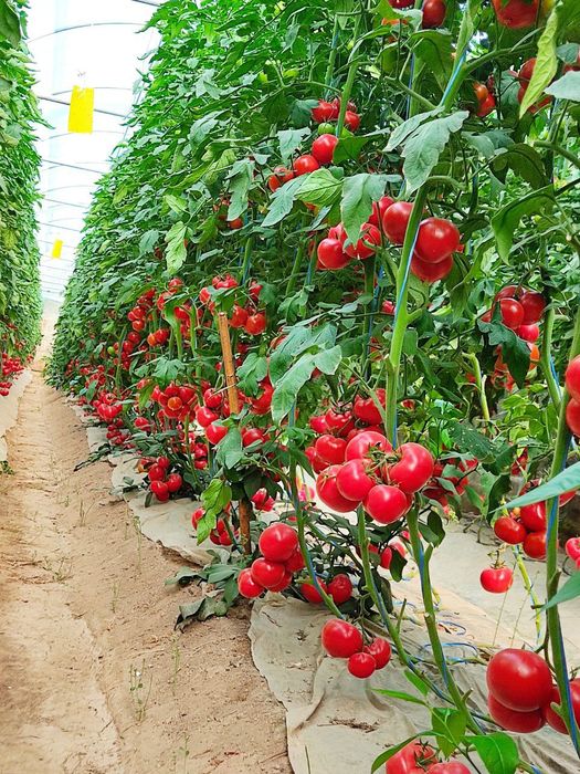 Памидор кучатлар бор