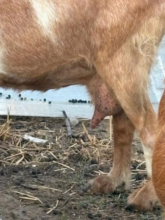 Capre de vânzare 10 capre și un țap