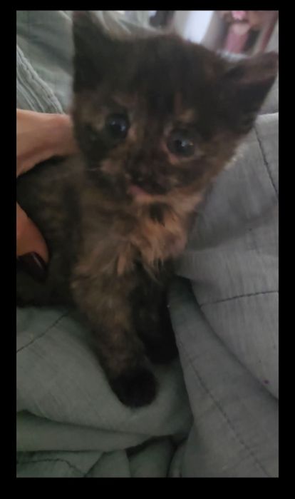 Pisicuțe pentru adoptie. Calypso cel portocaliu este baiat si Rumba