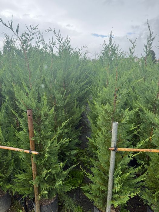 Leylandii  200cm