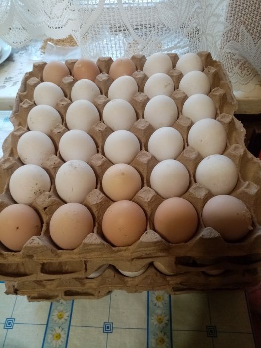Продам яйца домашних кур