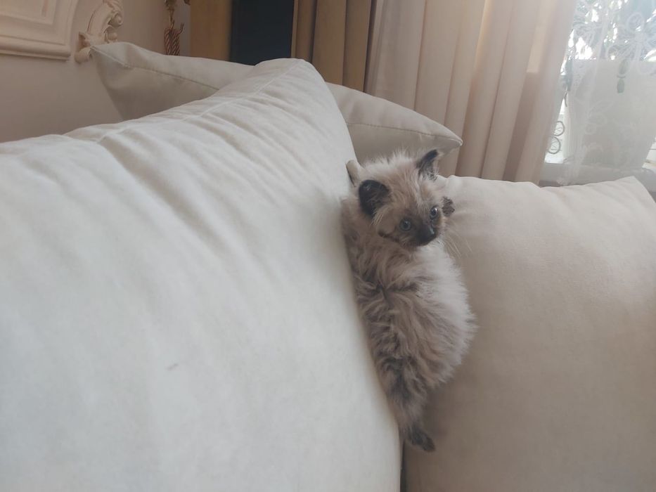 Котенок отдам в хорошие руки