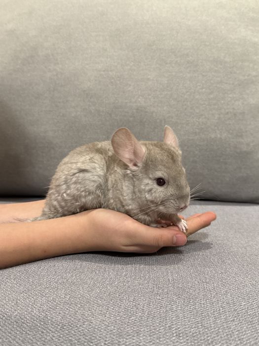 Шиншиллы ,братья двух месячные