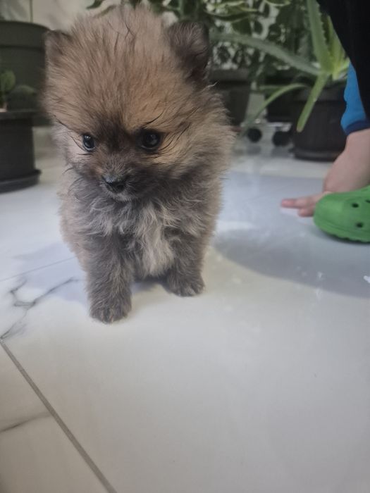 Spitz pomeranian