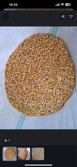 Vand grau ,porumb cu posibilitate de transport