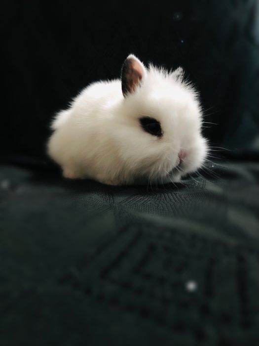 Karlik quyonchalar juda shirin va yoqimtoy