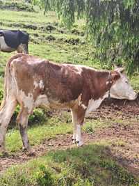 Vaca Baltata Româneasca