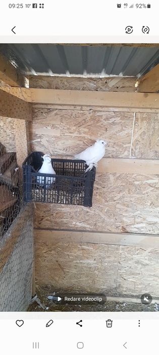 Jucatori de Botoșani