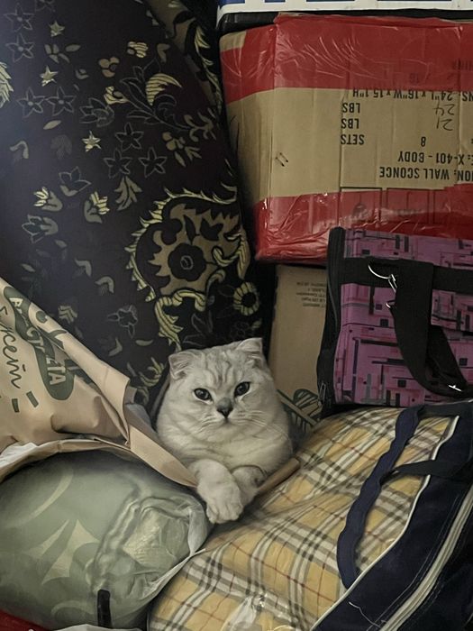 Tekinga vyazka! Sotlmidi ! Vyazkaga ! O’g’il bola ! 8 oyli!