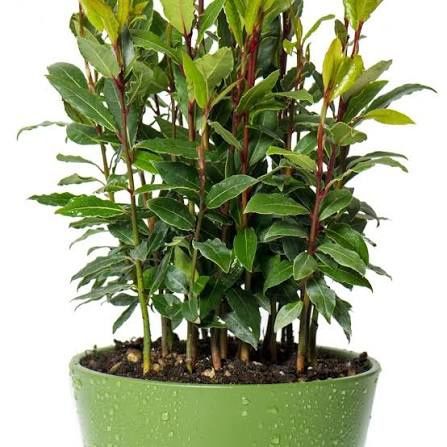 DAFIN (Laurus Nobilis )