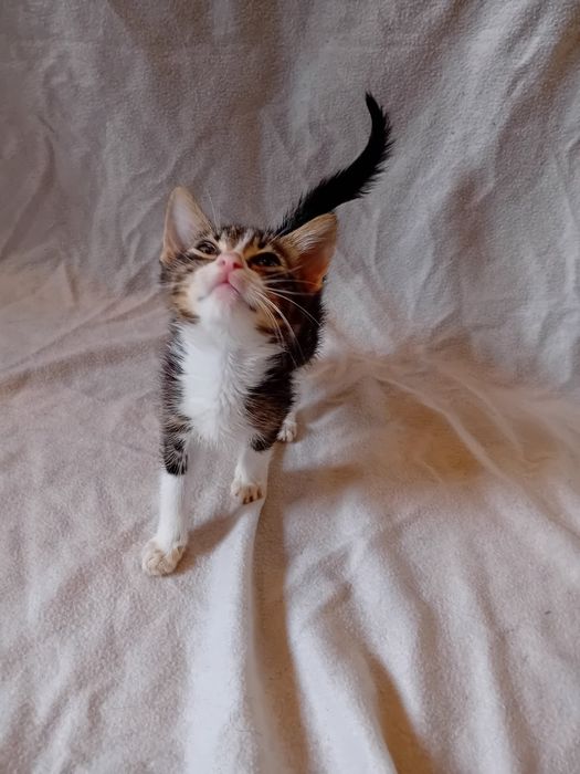 Подарявам котенца