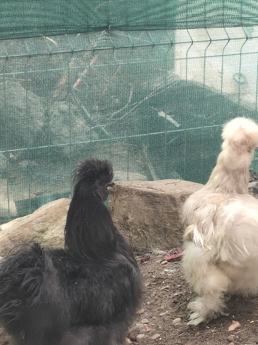 Cocoși mătase japoneză