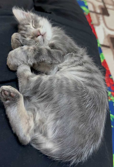 Маленькая кошка ищет дом 4-х недель мальчик