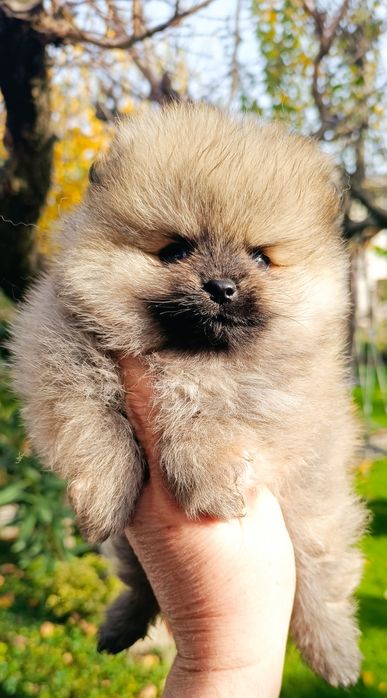 Померан, мини померан