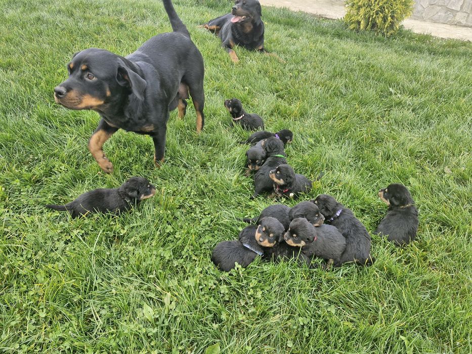 Бебета ротвайлерчета