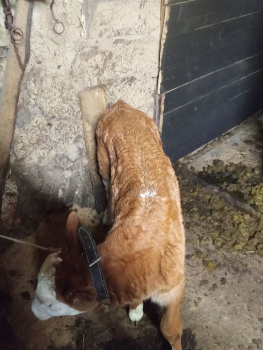 Vitică 4 săptămâni