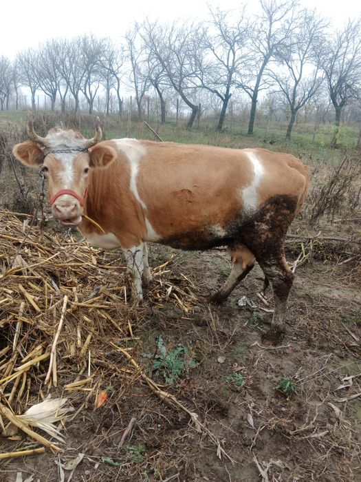Vând vacă bălțată românească