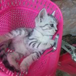 Скоттиш-страйт катята