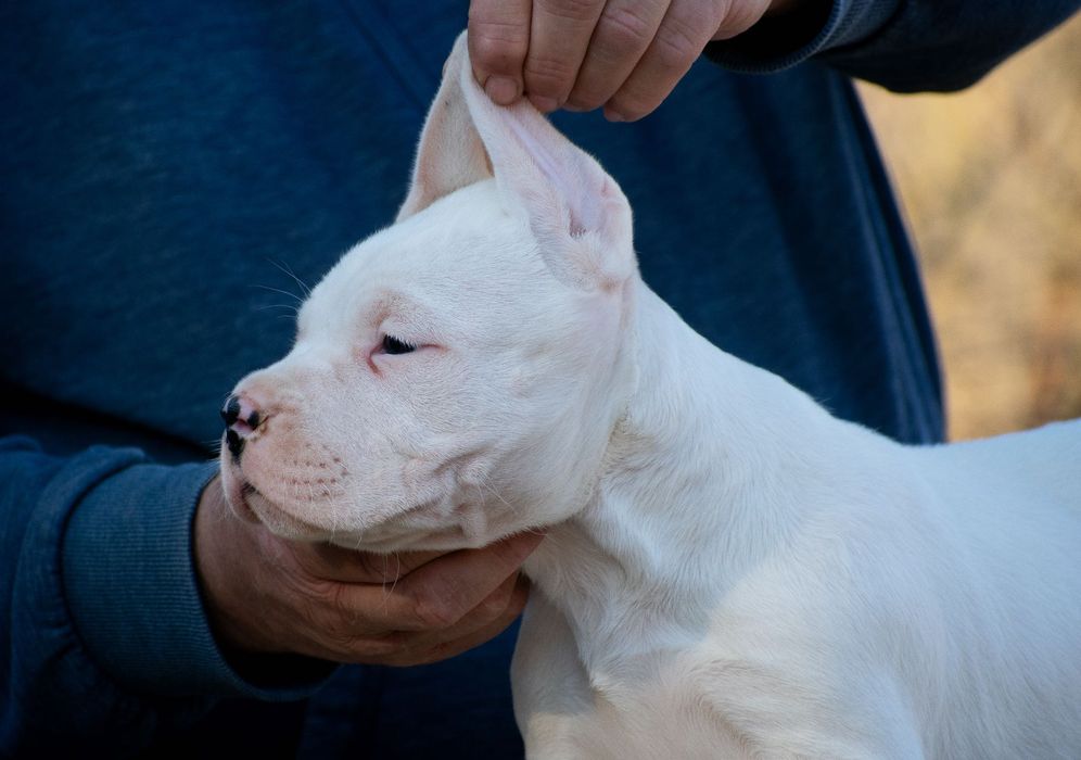 Dogo Argentino Femela 6 săptămâni