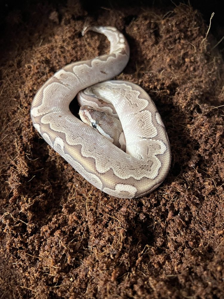 Pitoni regali clown/bamboo mahogany het pied