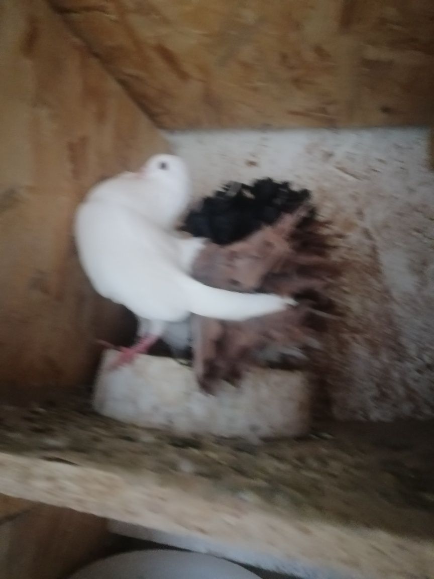 Porumbei pava de vânzare