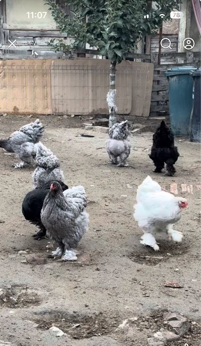 Vand gaini si cocosi brahma albastru,negru,splash