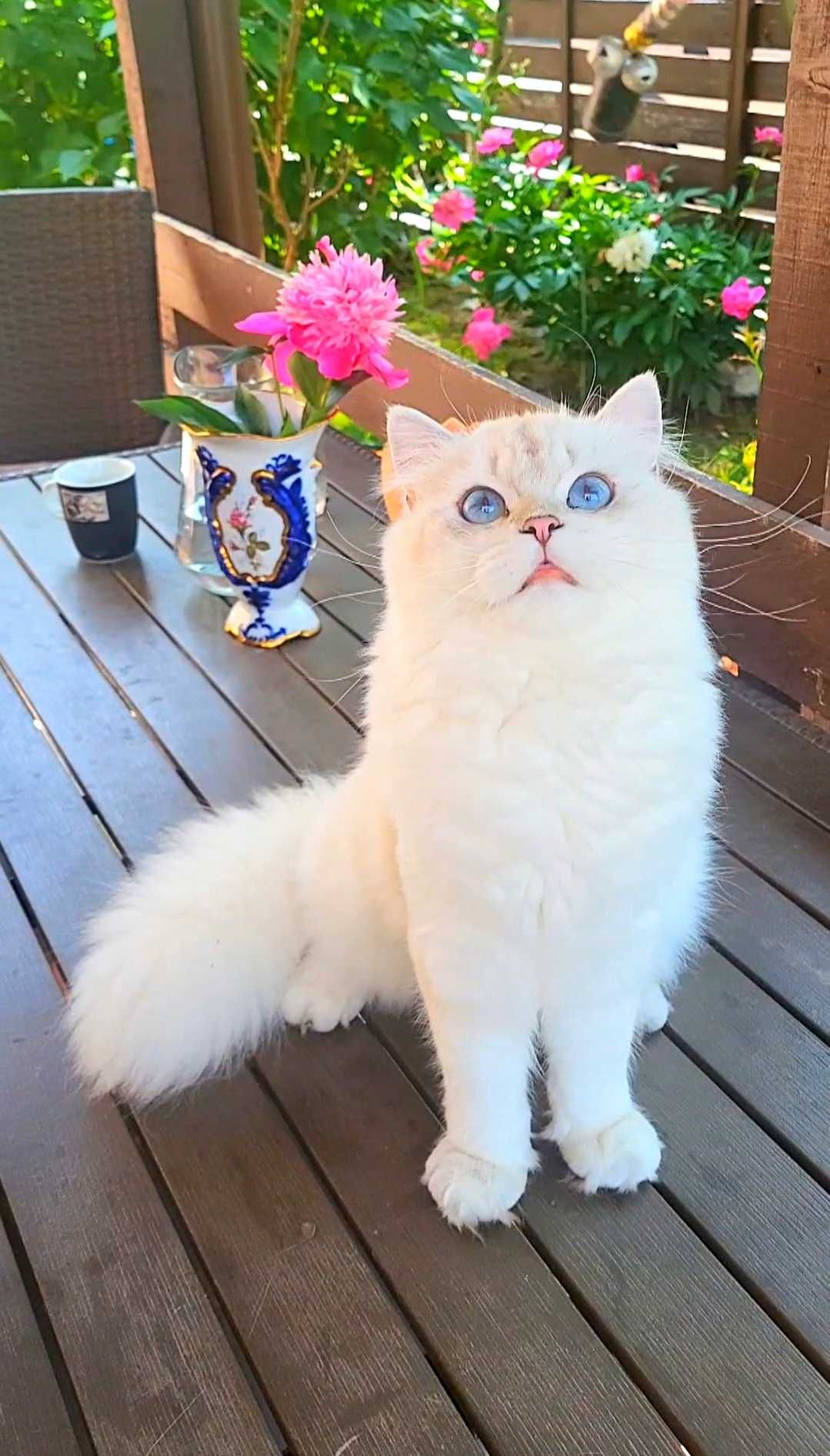British longhair alb cu ochii albastri