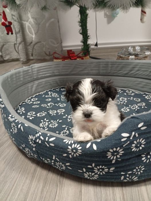 Caine de talie mica shitzu