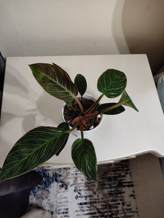 Филодендрон Биркин