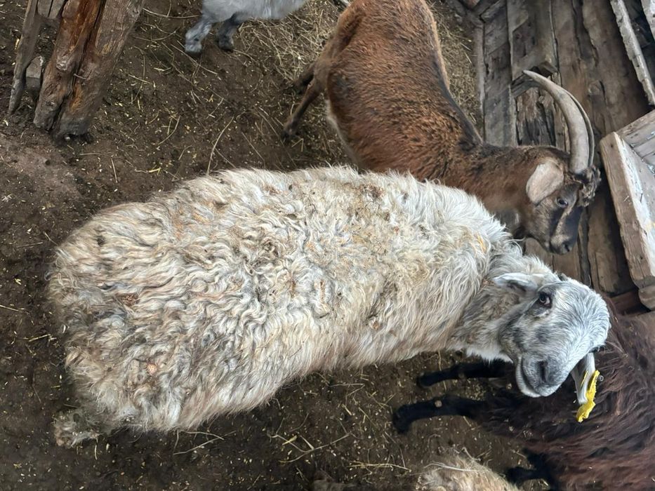 Овцы, 10 месяц, продаётся