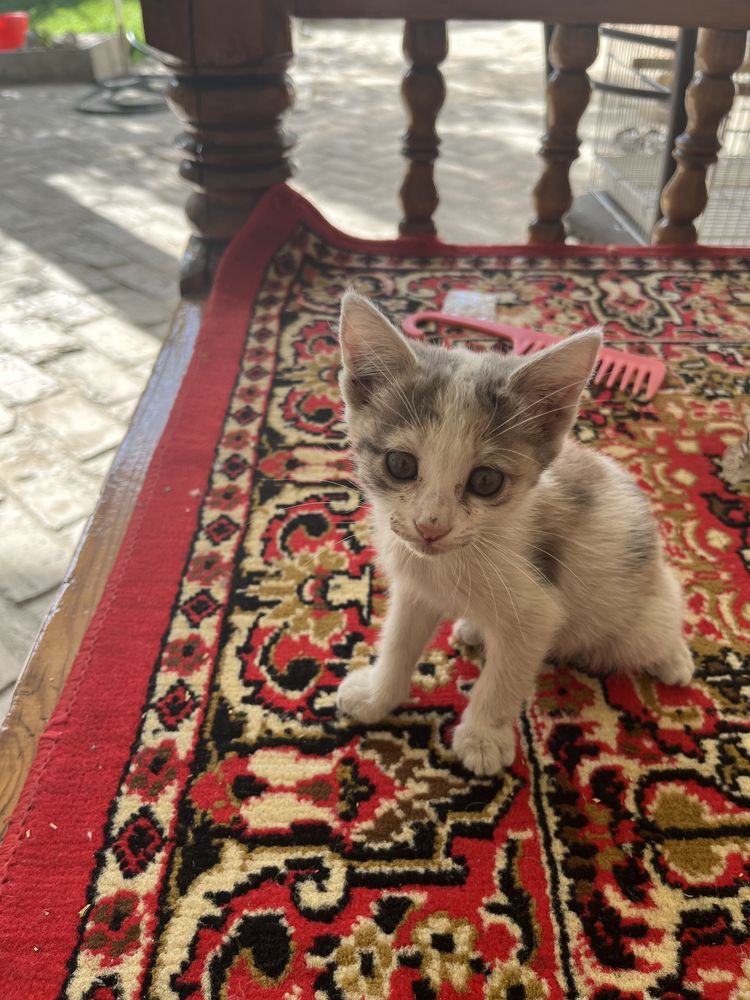 Отдам котенка в добрые руки