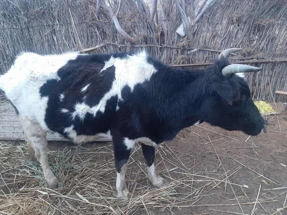 Сиыр сатылады. Қысыр