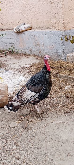 Induk sotiladi juda katta